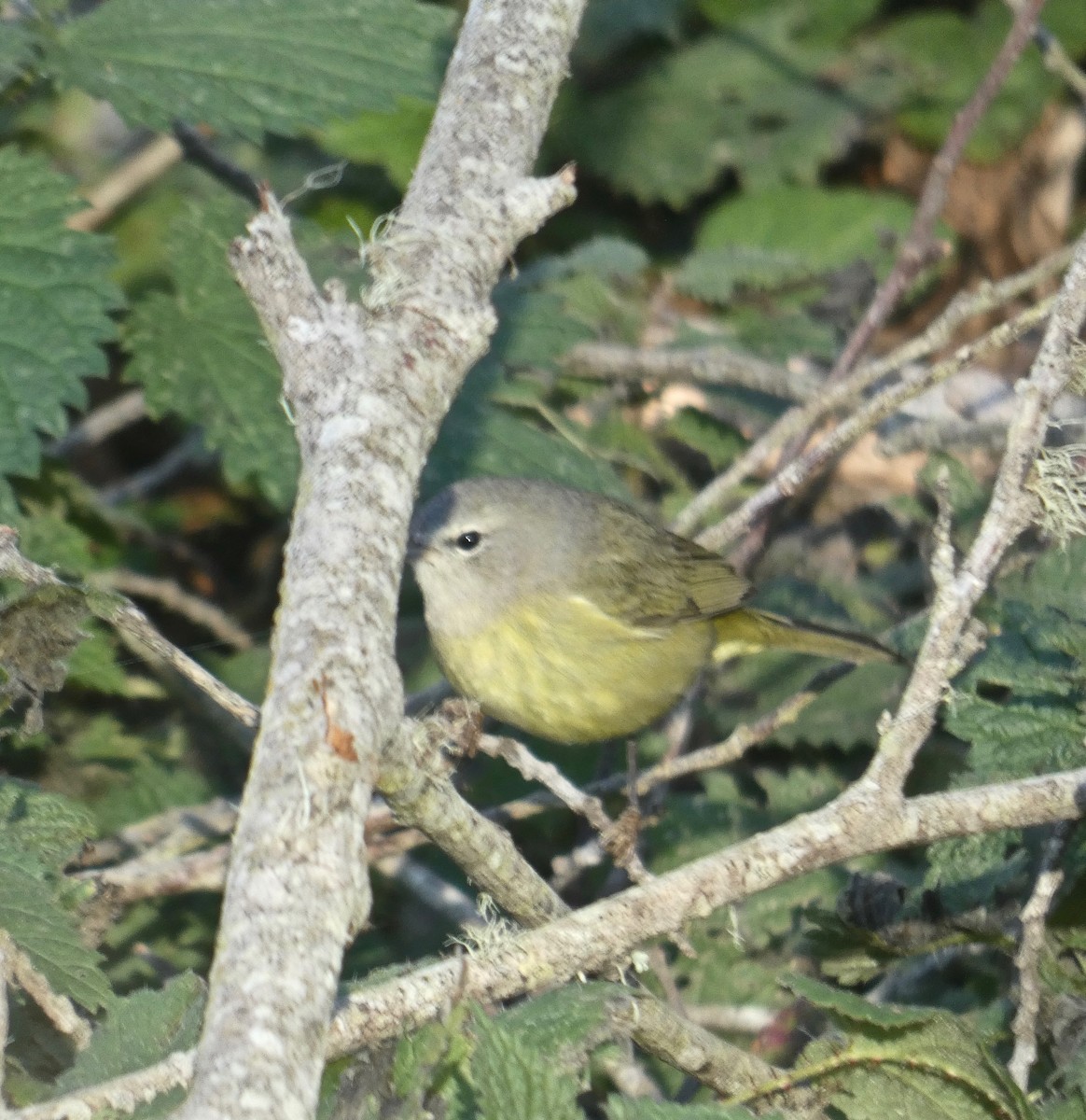 Orange-crowned Warbler (Gray-headed) - ML132745161