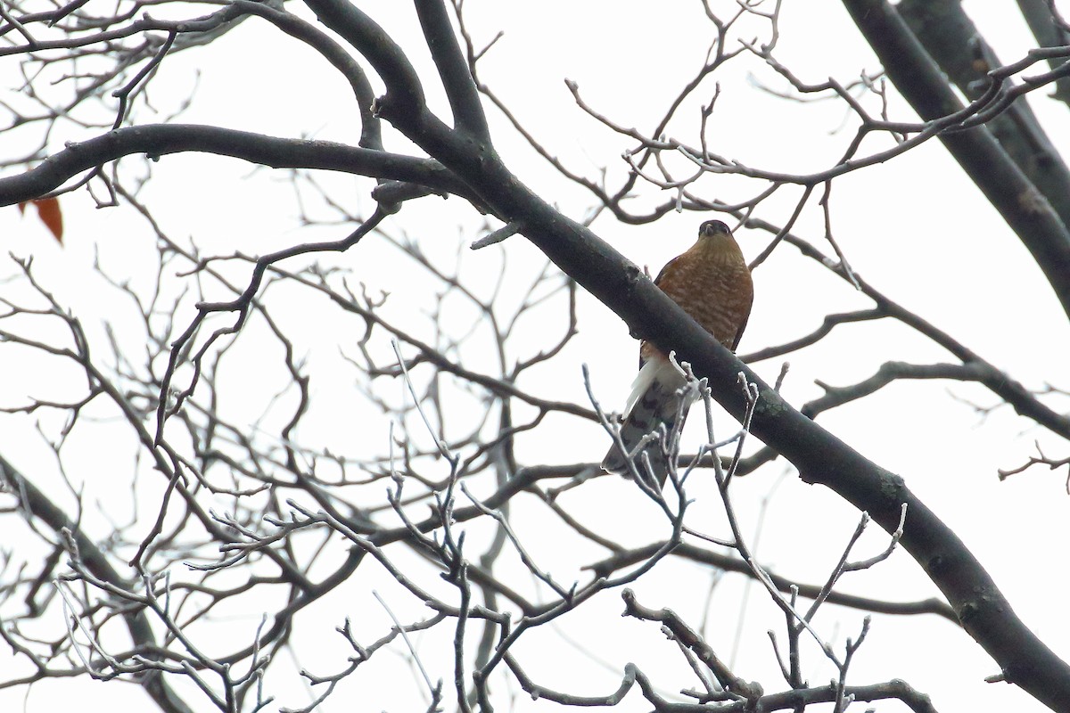 Sharp-shinned Hawk - ML132746211