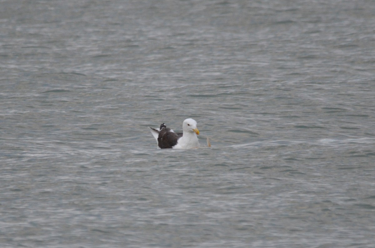 Great Black-backed Gull - Aidan Place