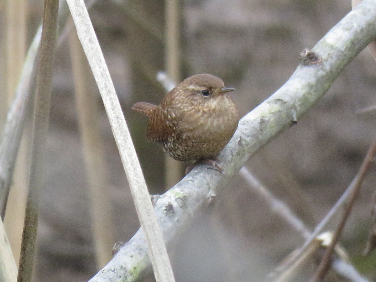 Winter Wren - ML132749251