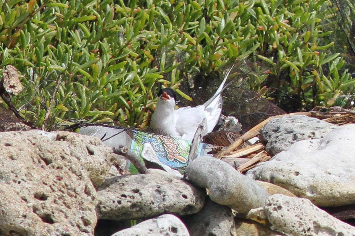 Roseate Tern - Michael O'Brien