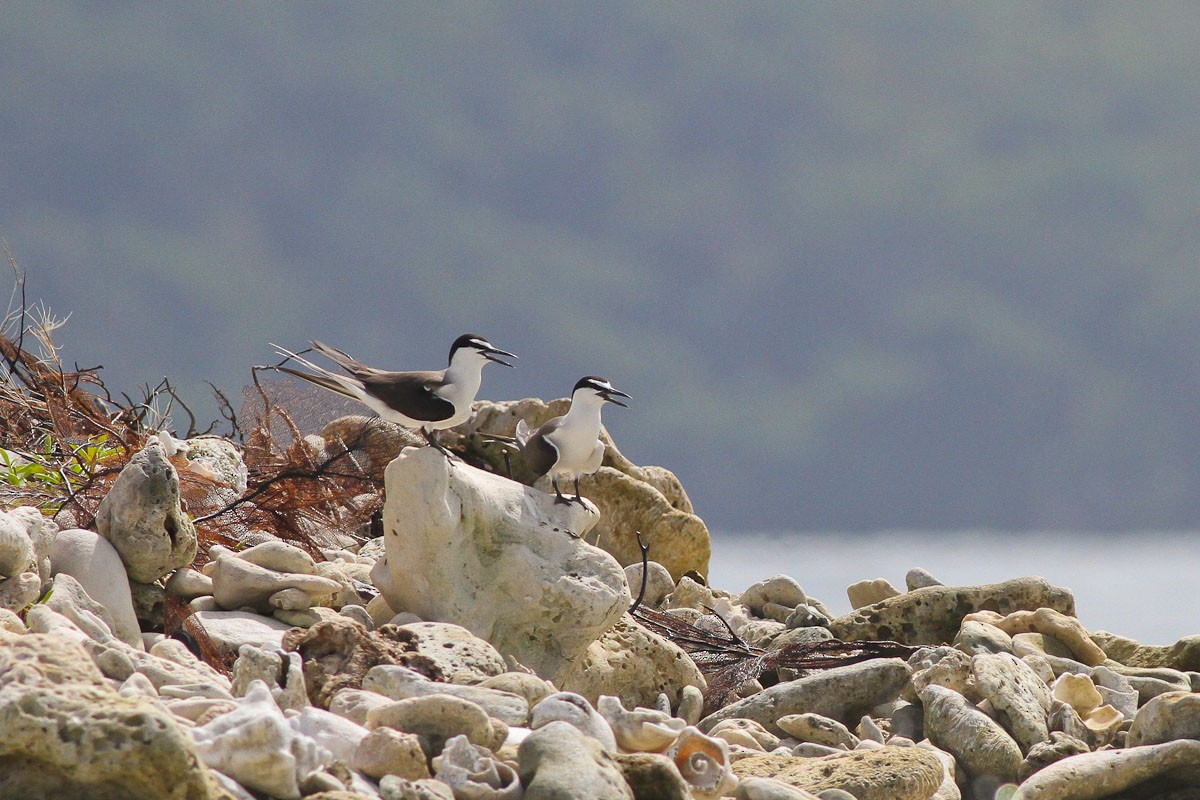 Bridled Tern - ML132753331