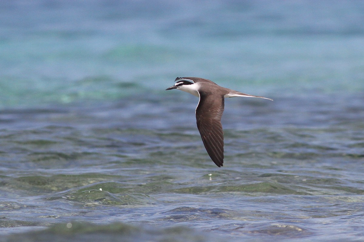 Bridled Tern - Michael O'Brien