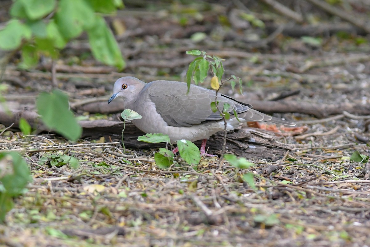 White-tipped Dove - Mike Charest