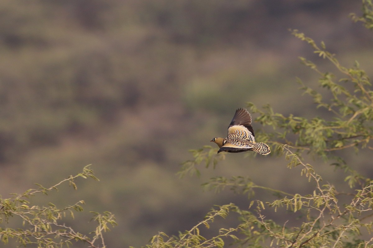 Painted Sandgrouse - Rahul  Singh