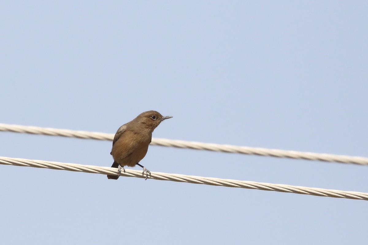 Brown Rock Chat - Rahul  Singh