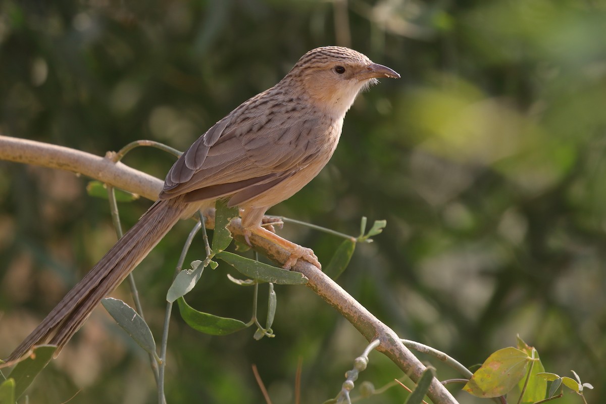 Common Babbler - Rahul  Singh