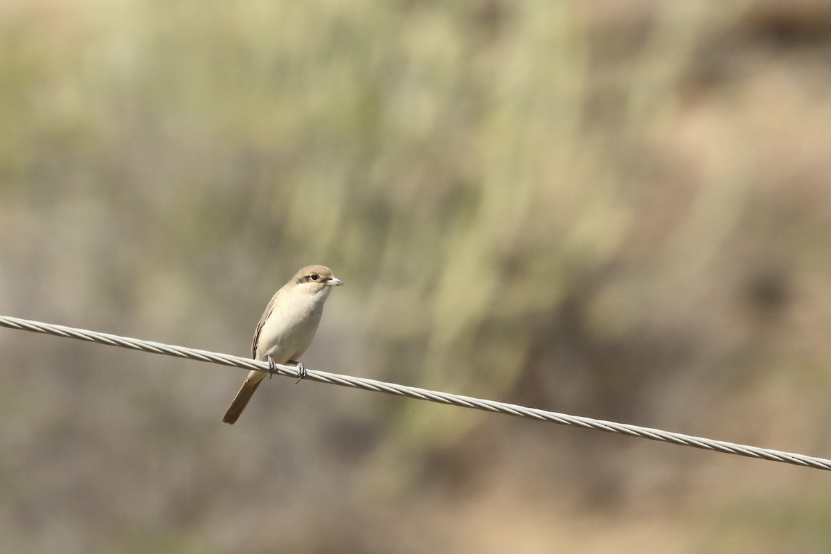 Isabelline Shrike - Rahul  Singh