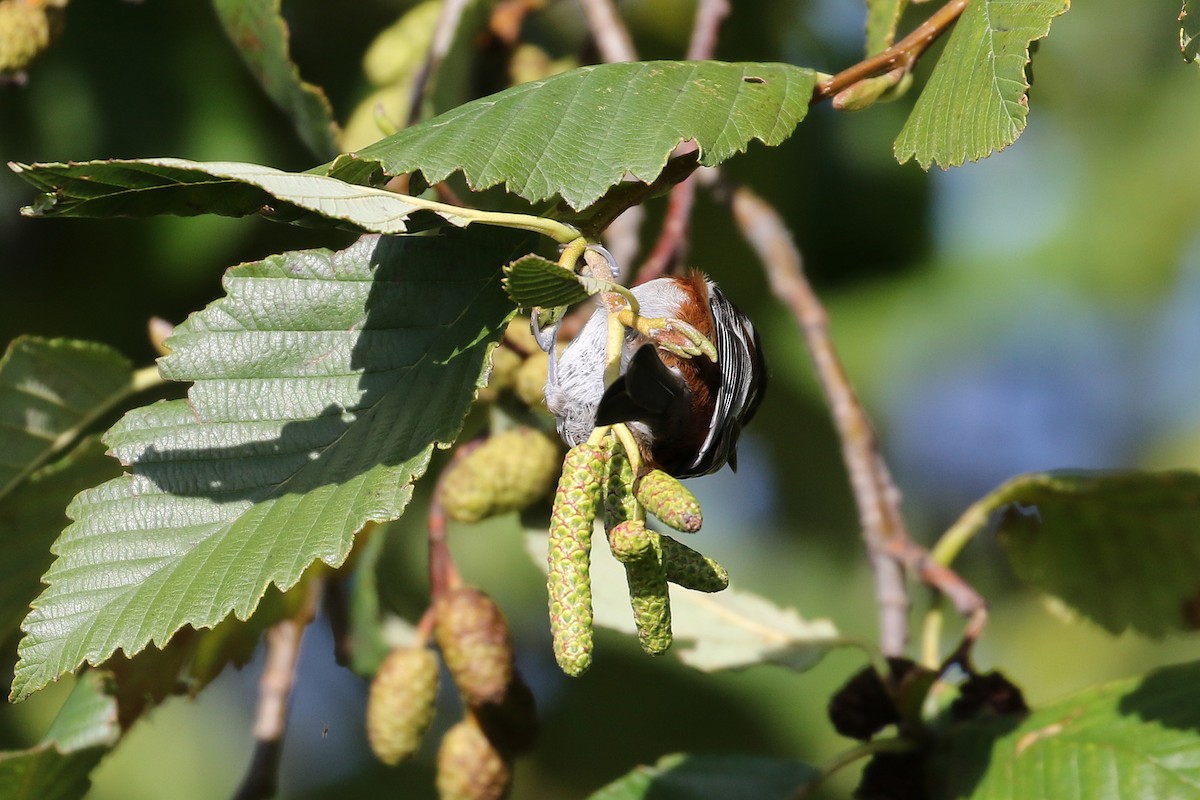 Chestnut-backed Chickadee - ML132761221