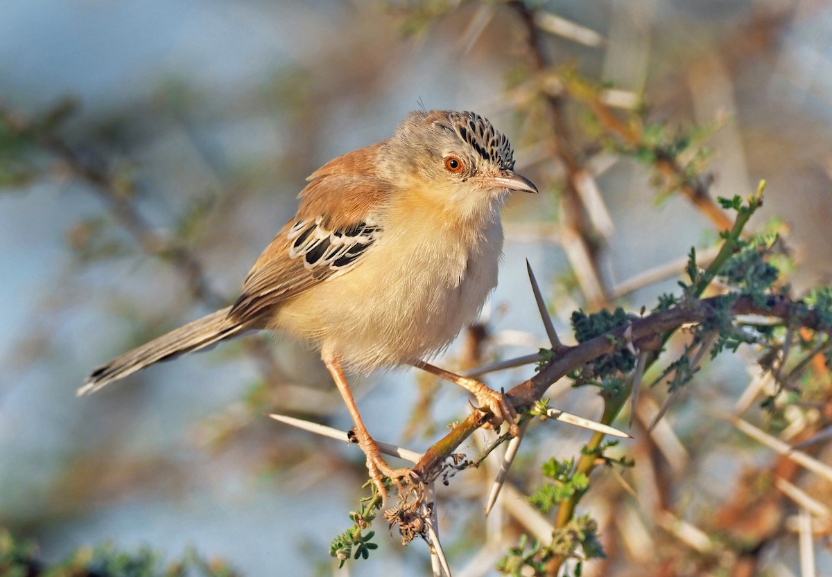Cricket Longtail - Andrew Spencer