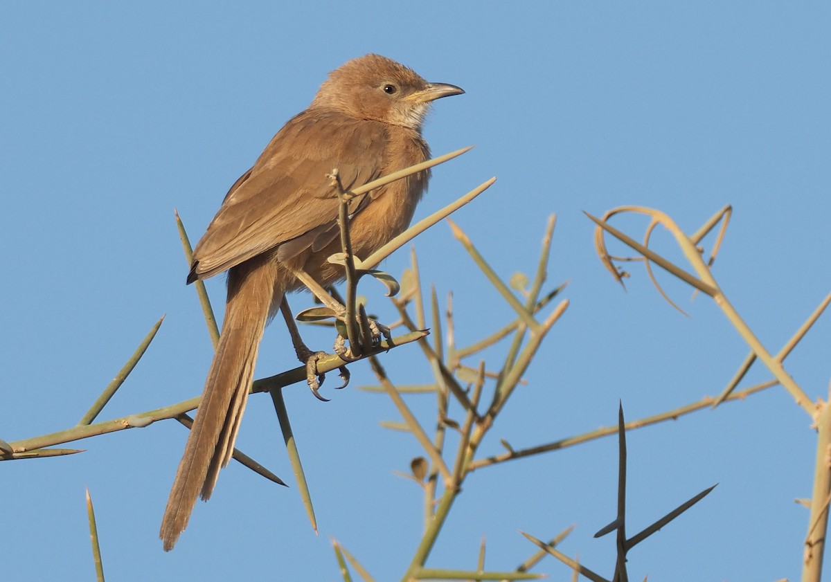 Fulvous Chatterer - Andrew Spencer