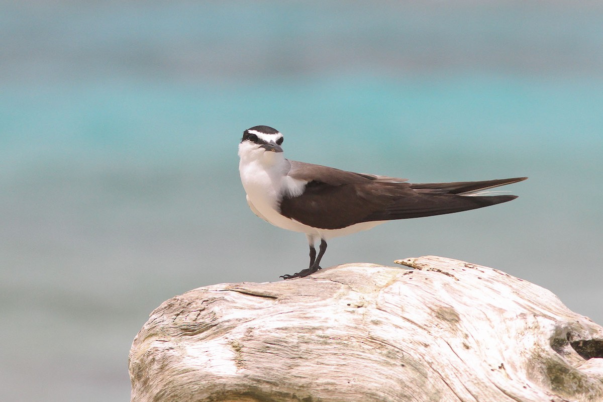 Bridled Tern - ML132763171