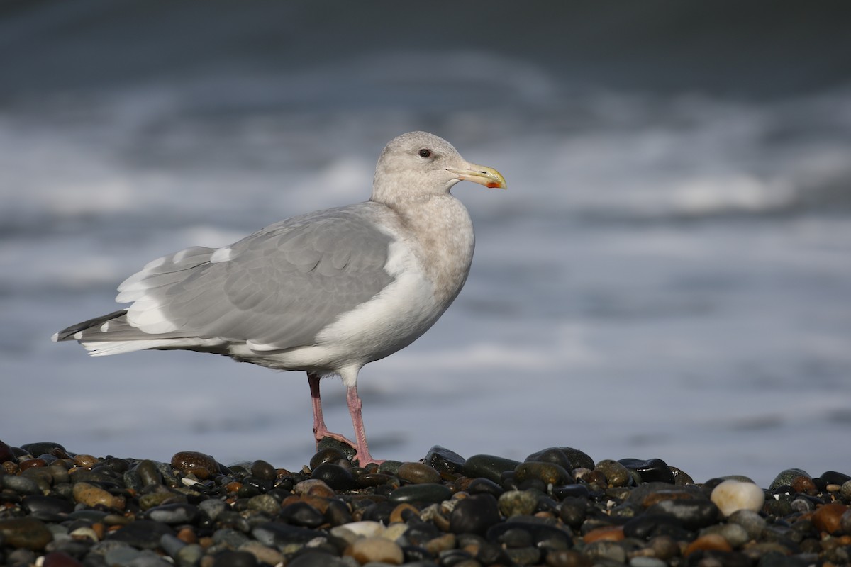 Glaucous-winged Gull - ML132764701