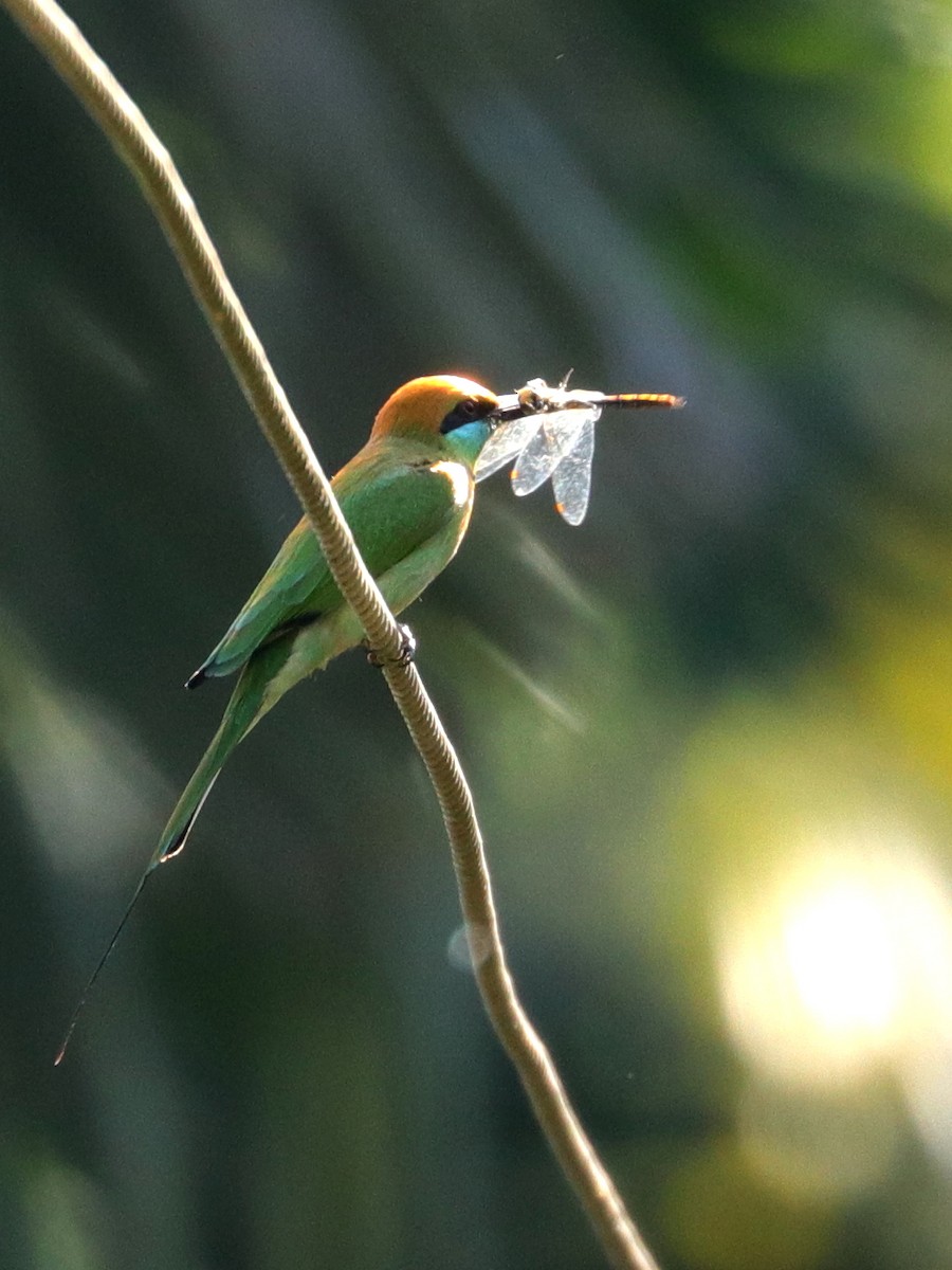 Asian Green Bee-eater - ML132765901