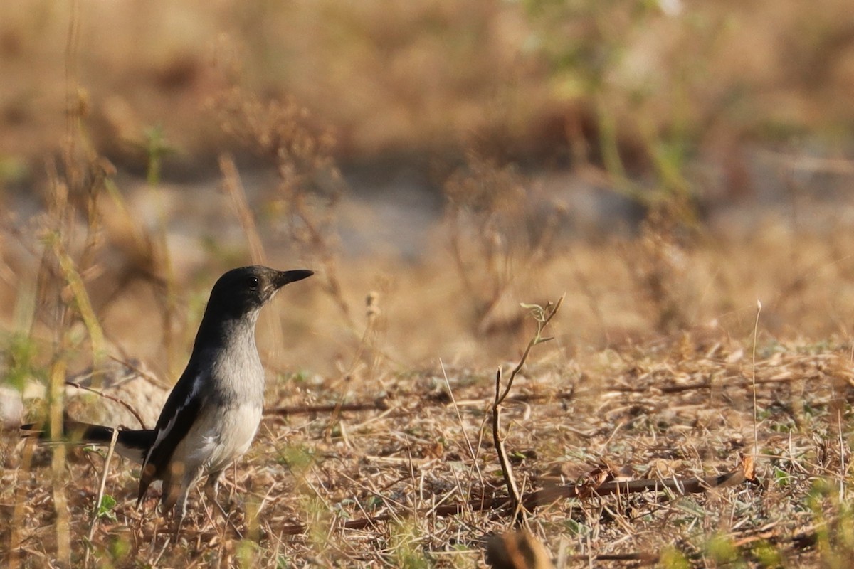 Pied Bushchat - ML132766061