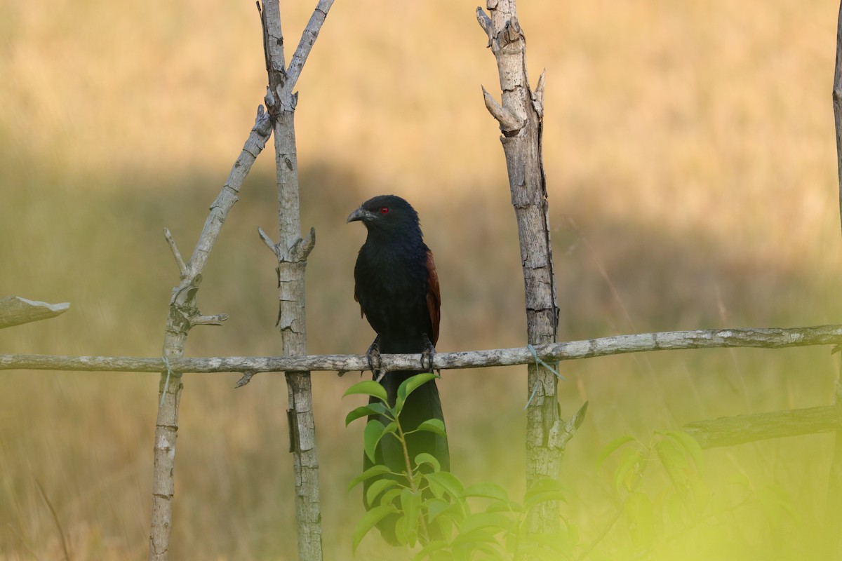 Greater Coucal - ML132766401