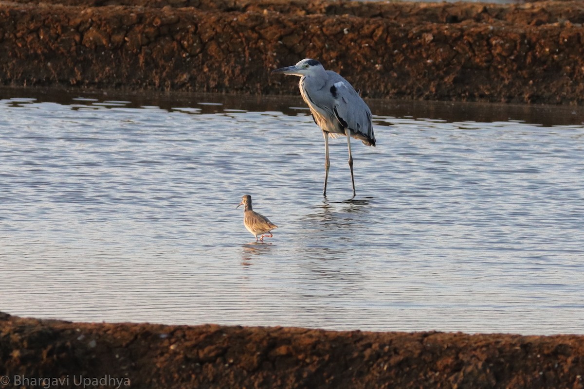 Gray Heron - ML132767431