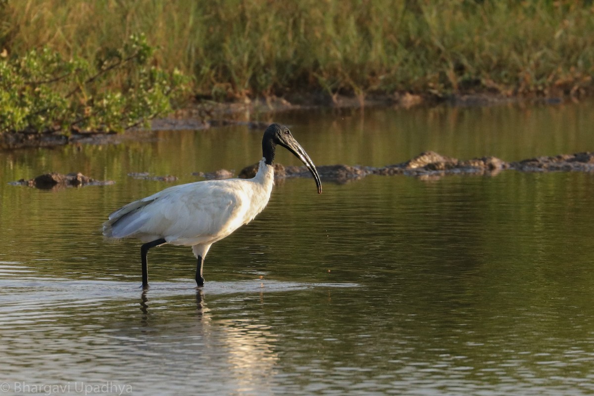 Black-headed Ibis - ML132767771