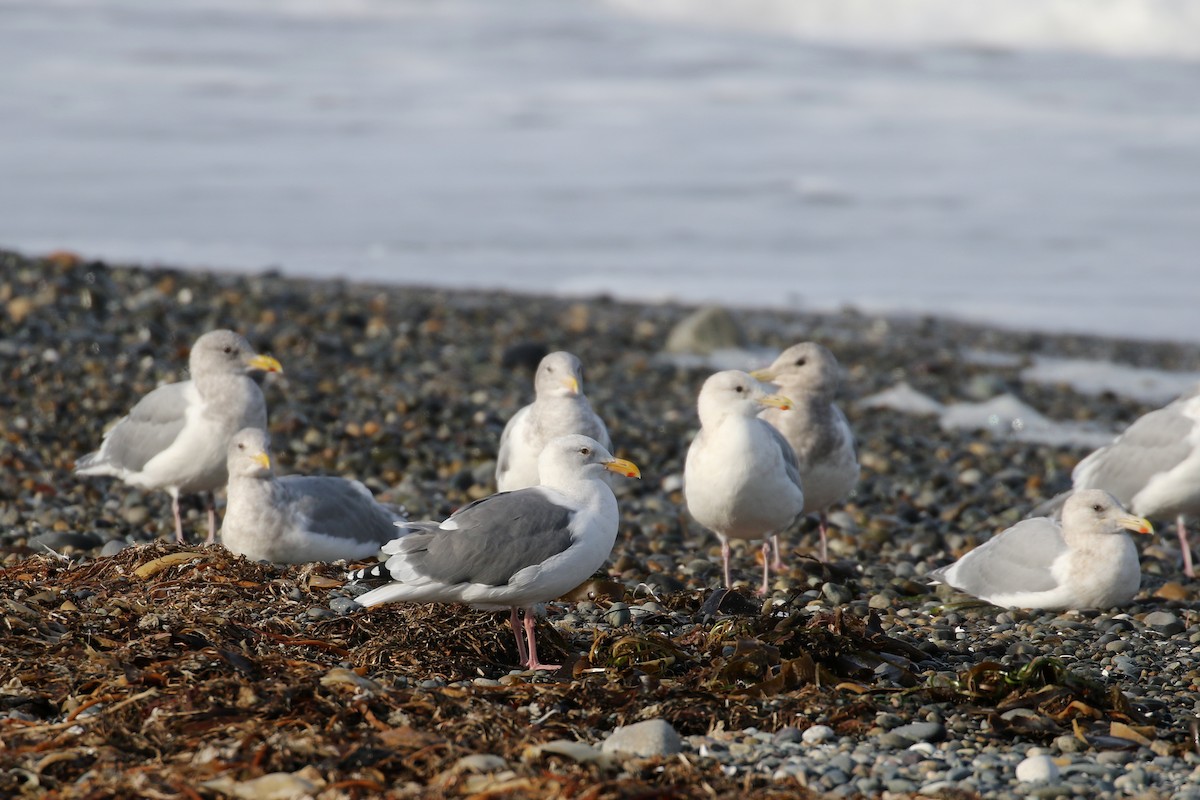 Western Gull - ML132767781