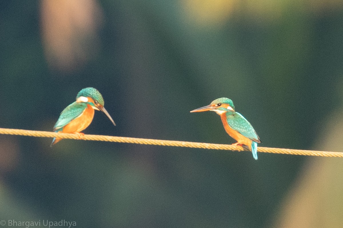 Common Kingfisher - ML132767941