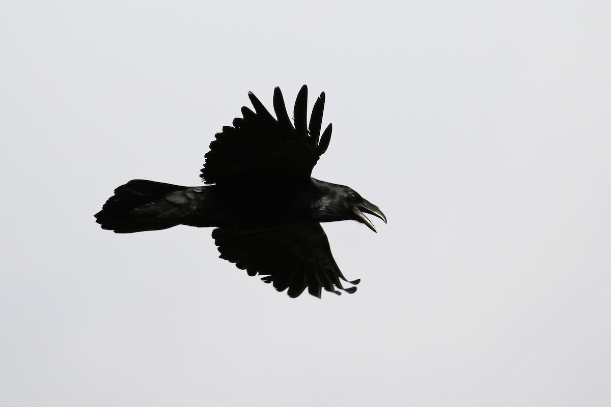 Common Raven - Cameron Eckert