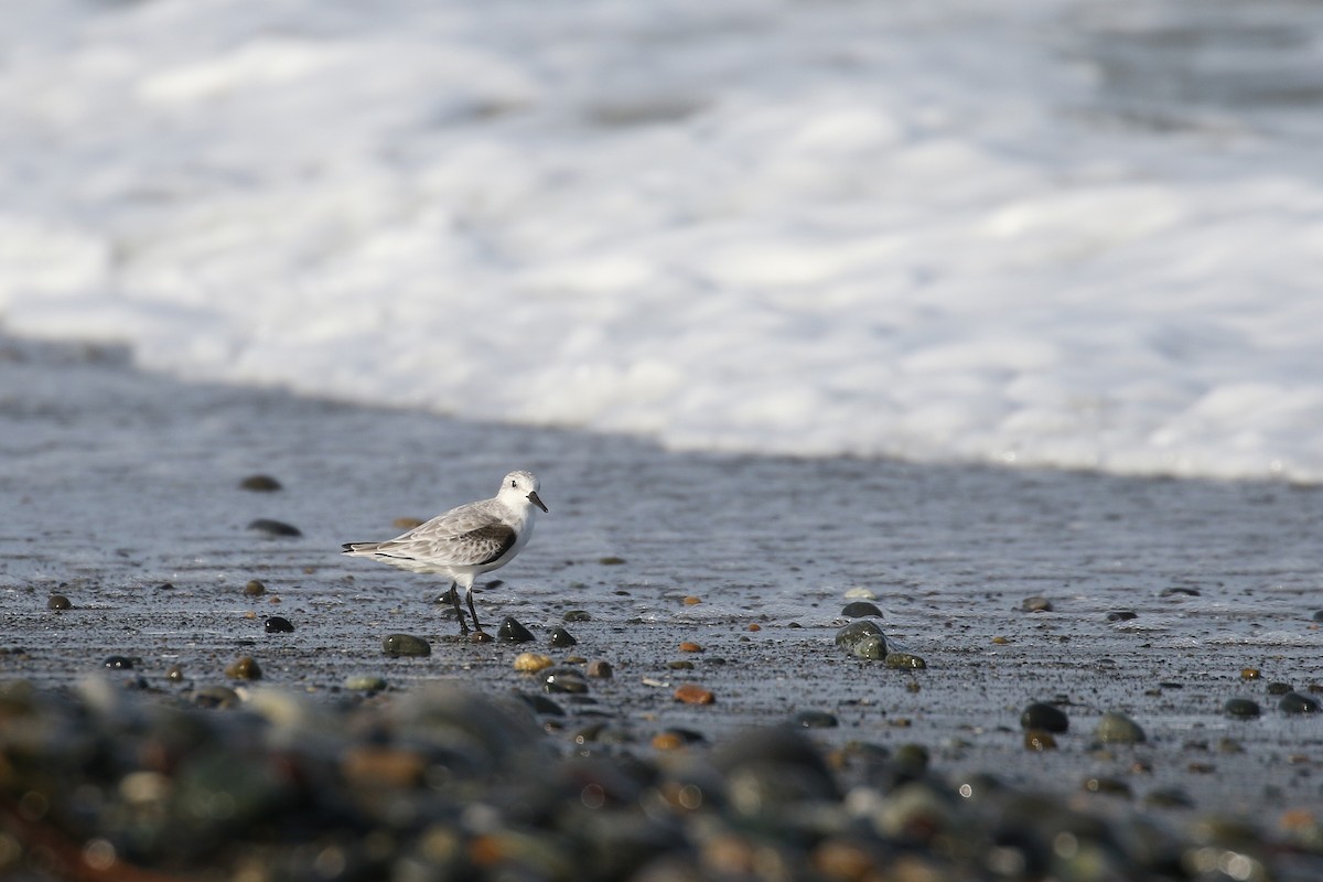 Sanderling - ML132770111