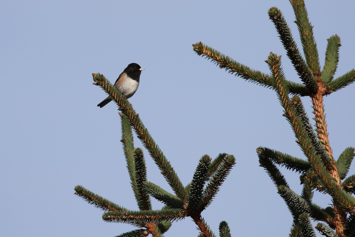 Dark-eyed Junco (Oregon) - ML132770331