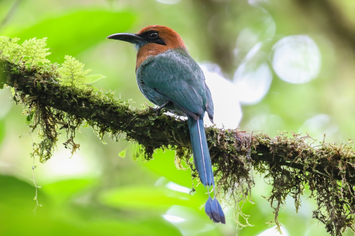 Broad-billed Motmot - Blair Dudeck