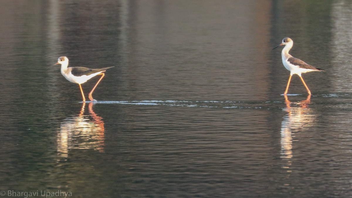 Black-winged Stilt - ML132770911