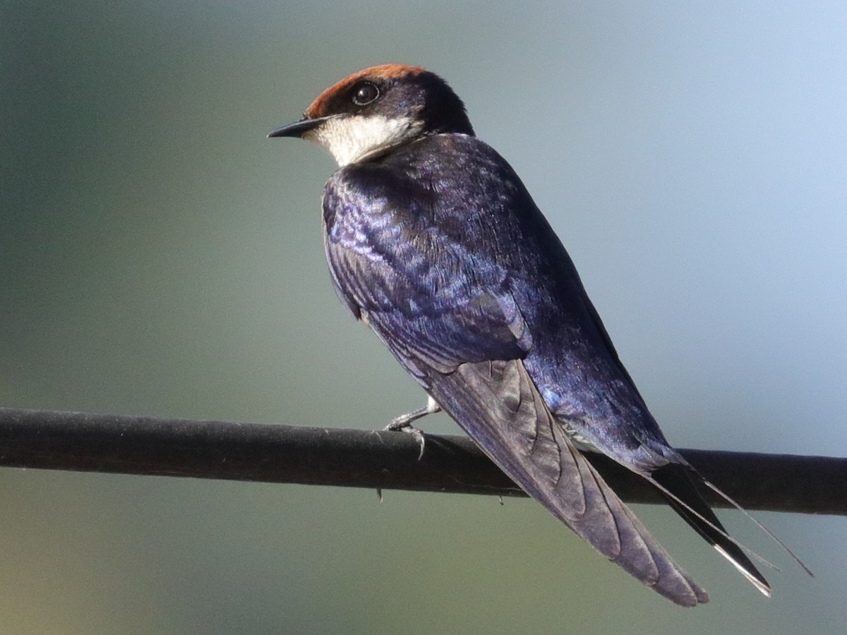 Wire-tailed Swallow - ML132771961