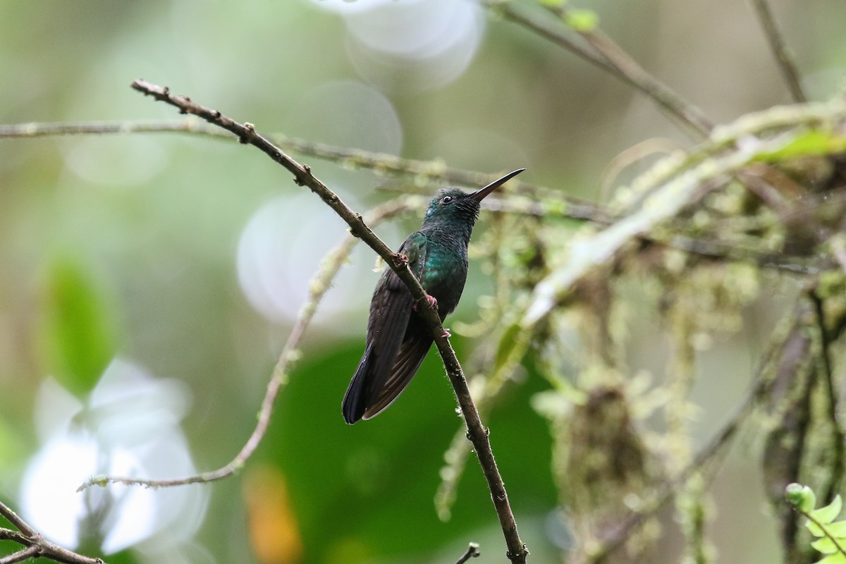 kolibřík křivozobý - ML132772641