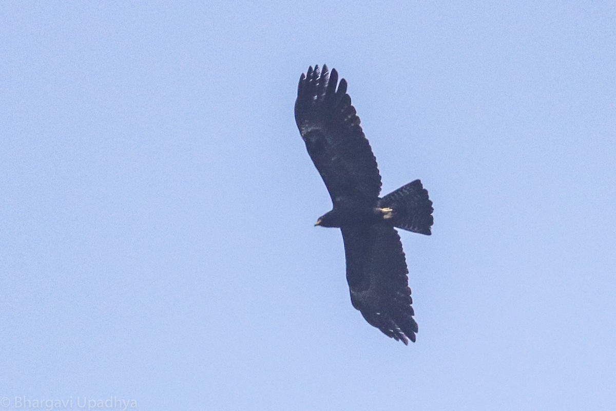 Black Eagle - ML132772811