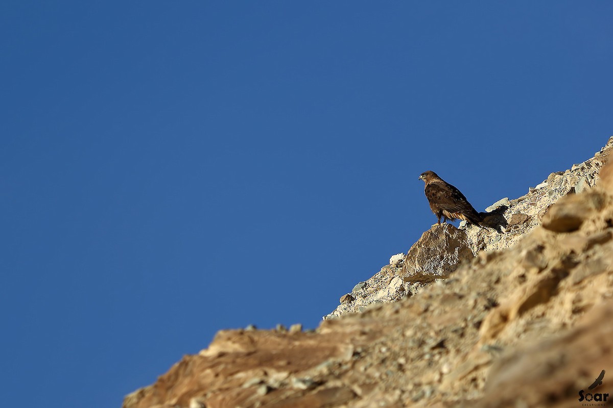 Upland Buzzard - ML132773291