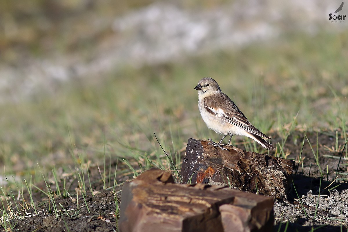 Black-winged Snowfinch - Soar Excursions