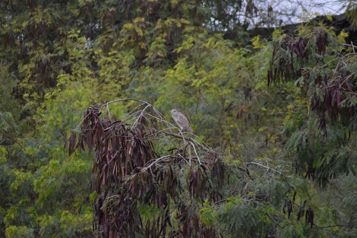 Black-crowned Night Heron - ML132773851