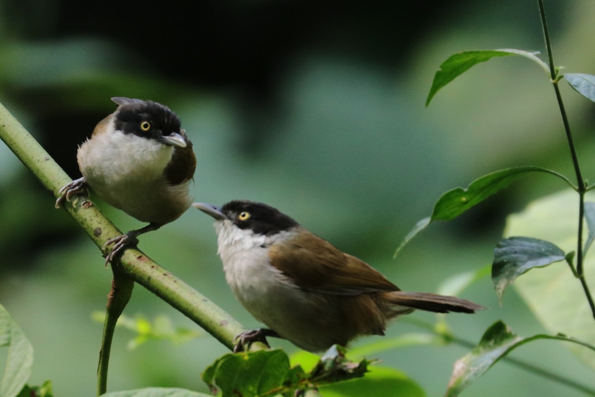 Dark-fronted Babbler - ML132773861