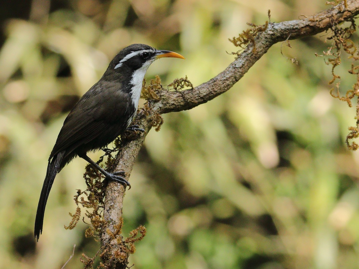 Indian Scimitar-Babbler - Bhargavi U