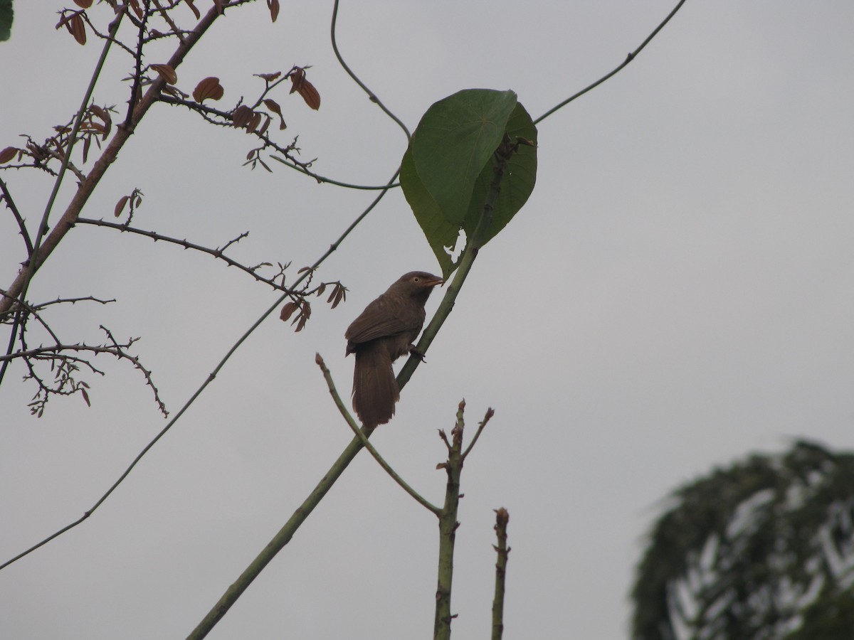 Jungle Babbler - Ramit Singal