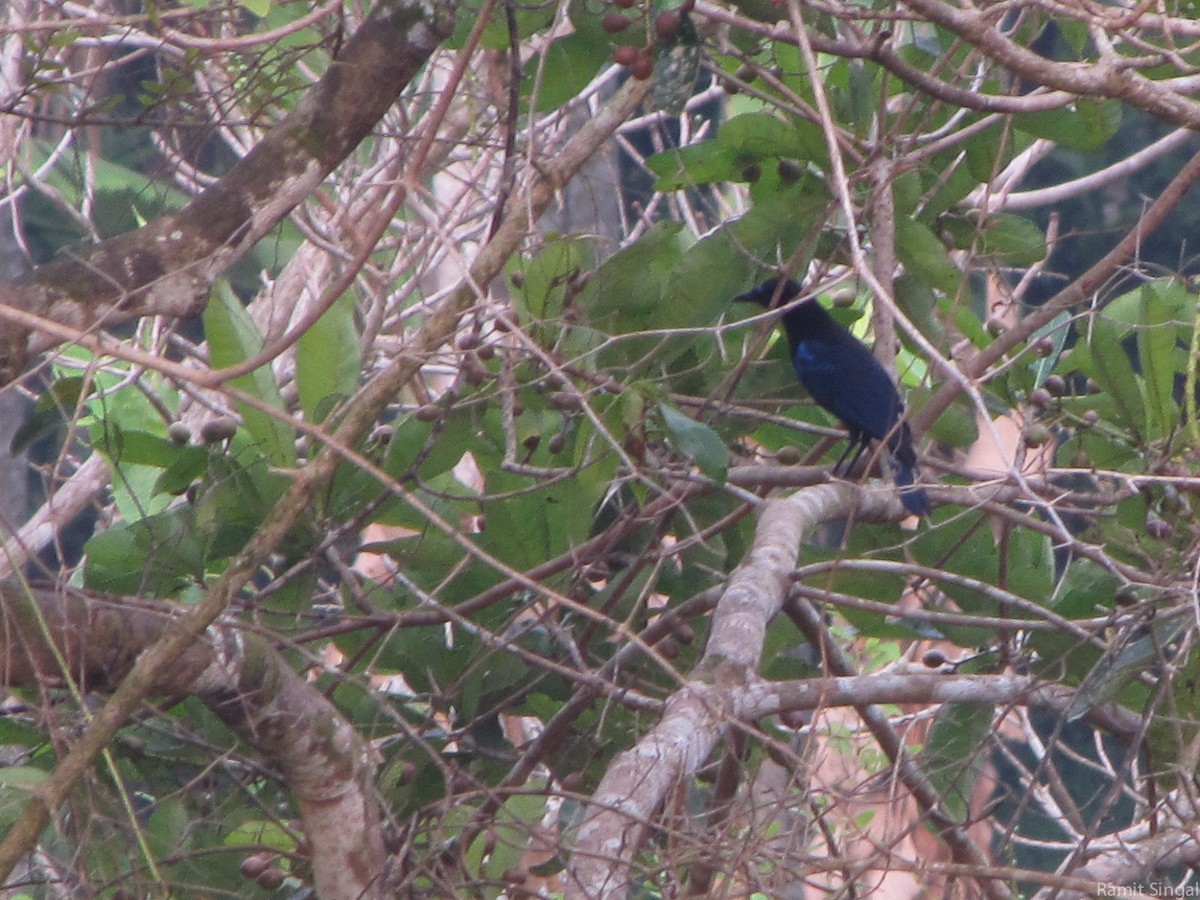 Малабарская синяя птица - ML132774161