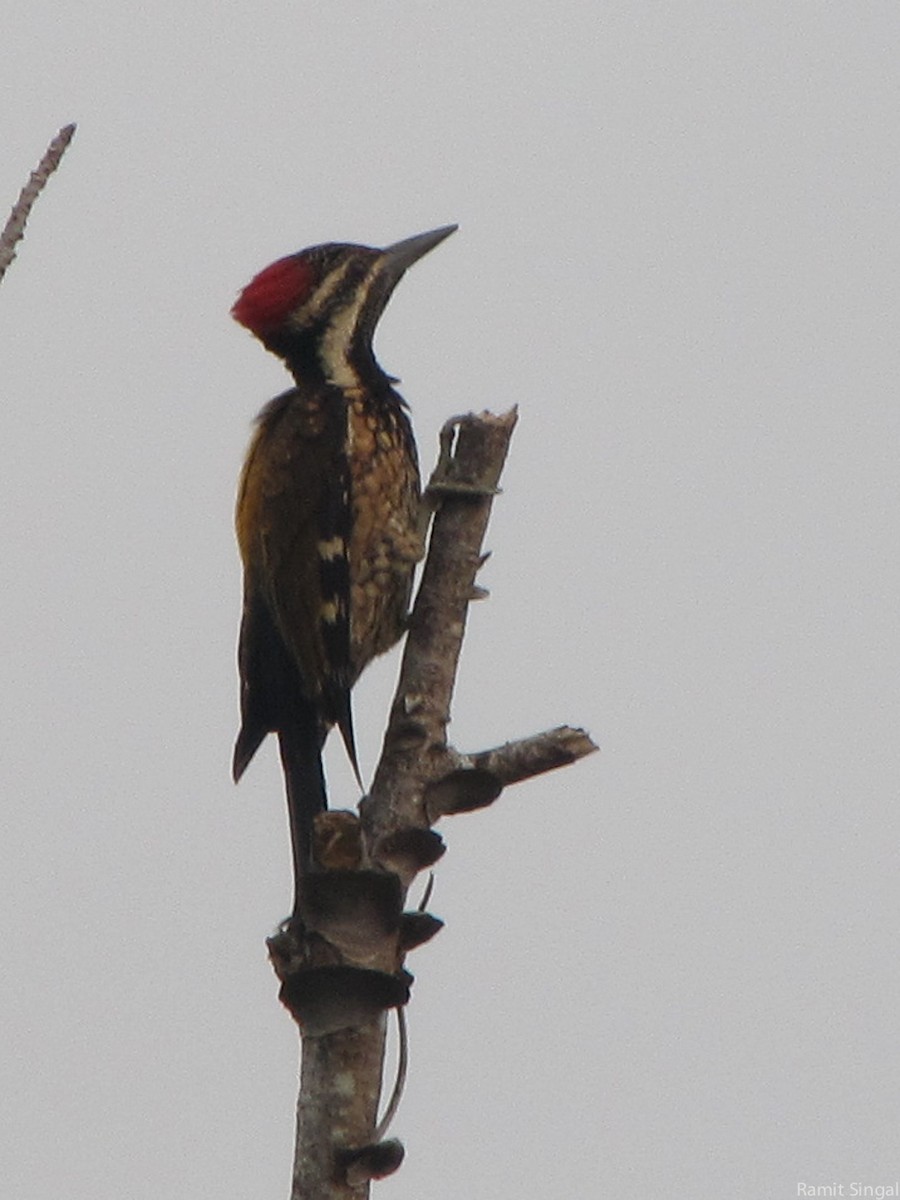 Black-rumped Flameback - ML132774261