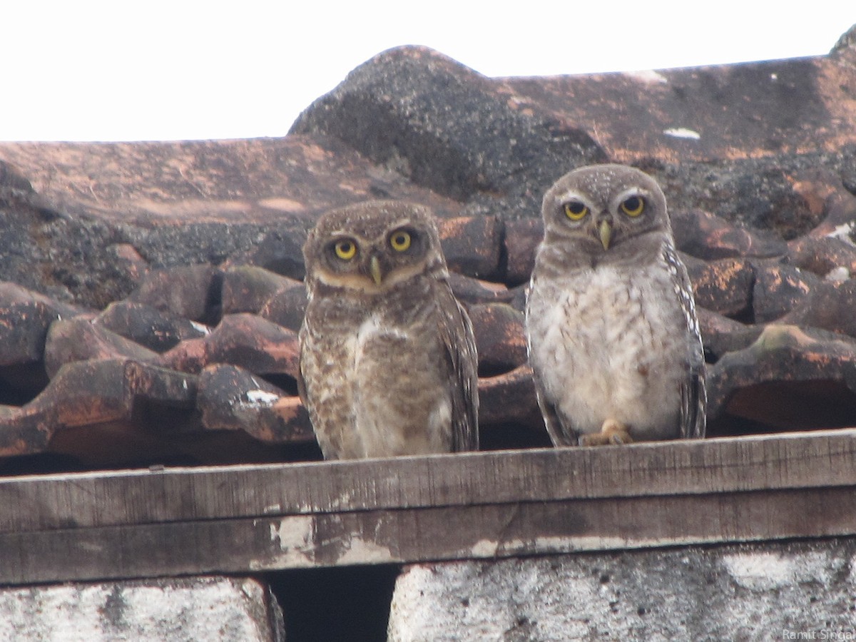 Spotted Owlet - ML132774331