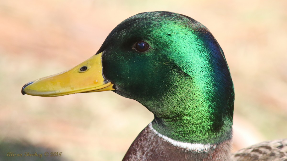 Canard colvert - ML132774611