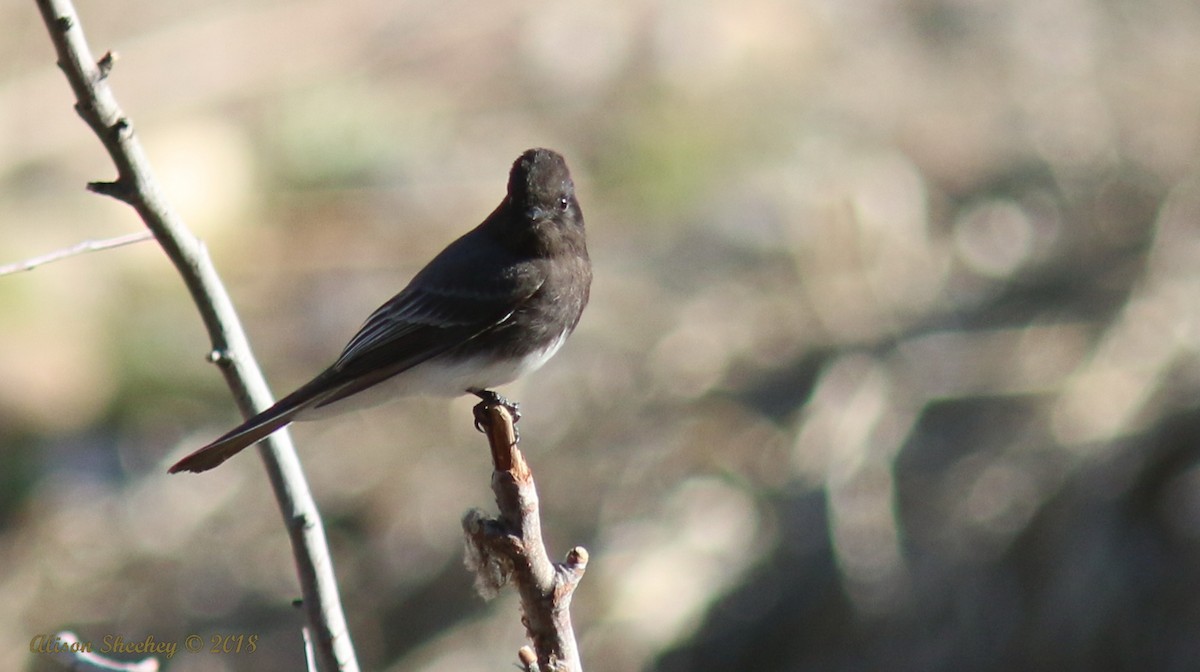 Black Phoebe - ML132774741