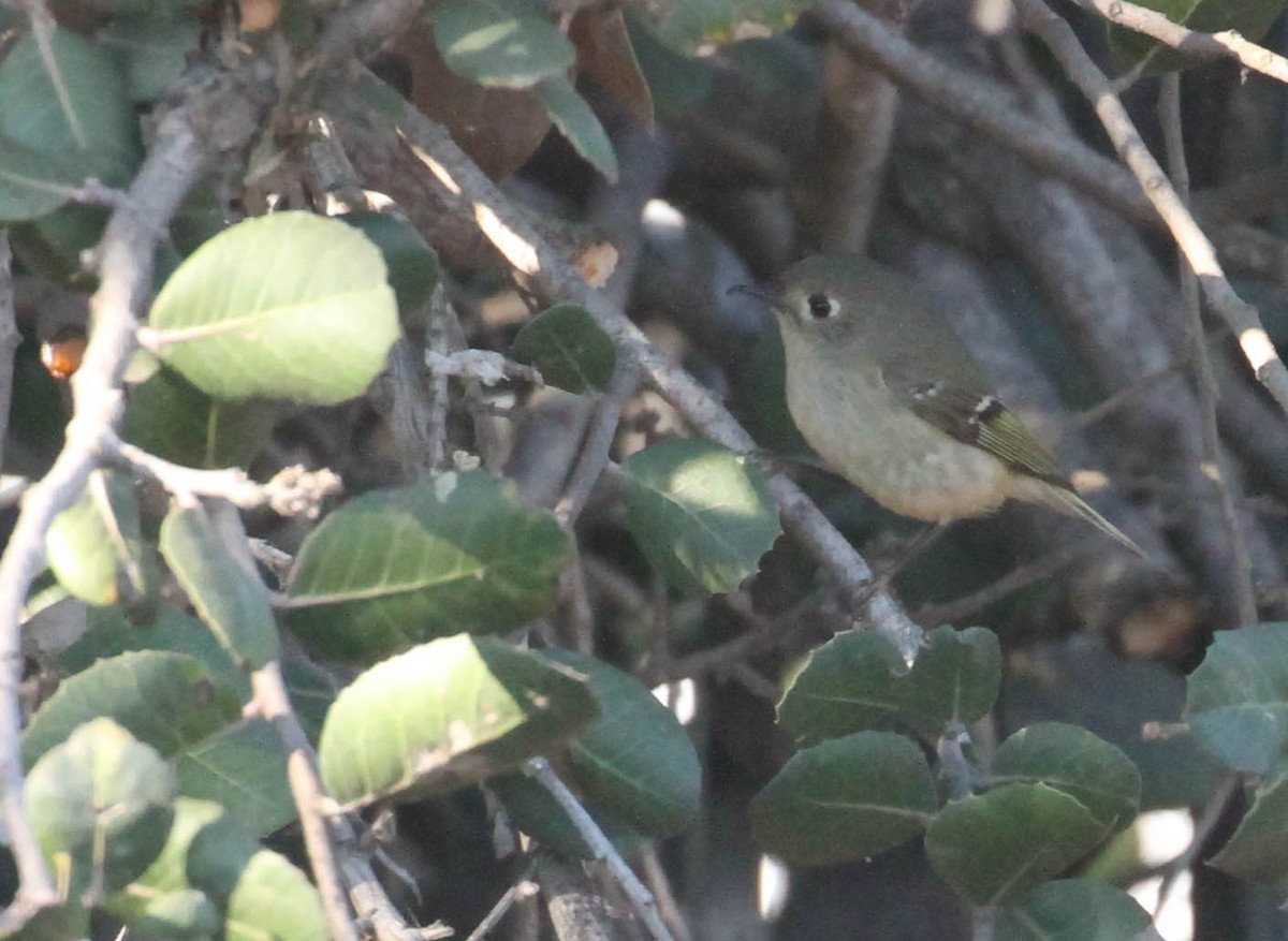 Ruby-crowned Kinglet - Tracy Drake