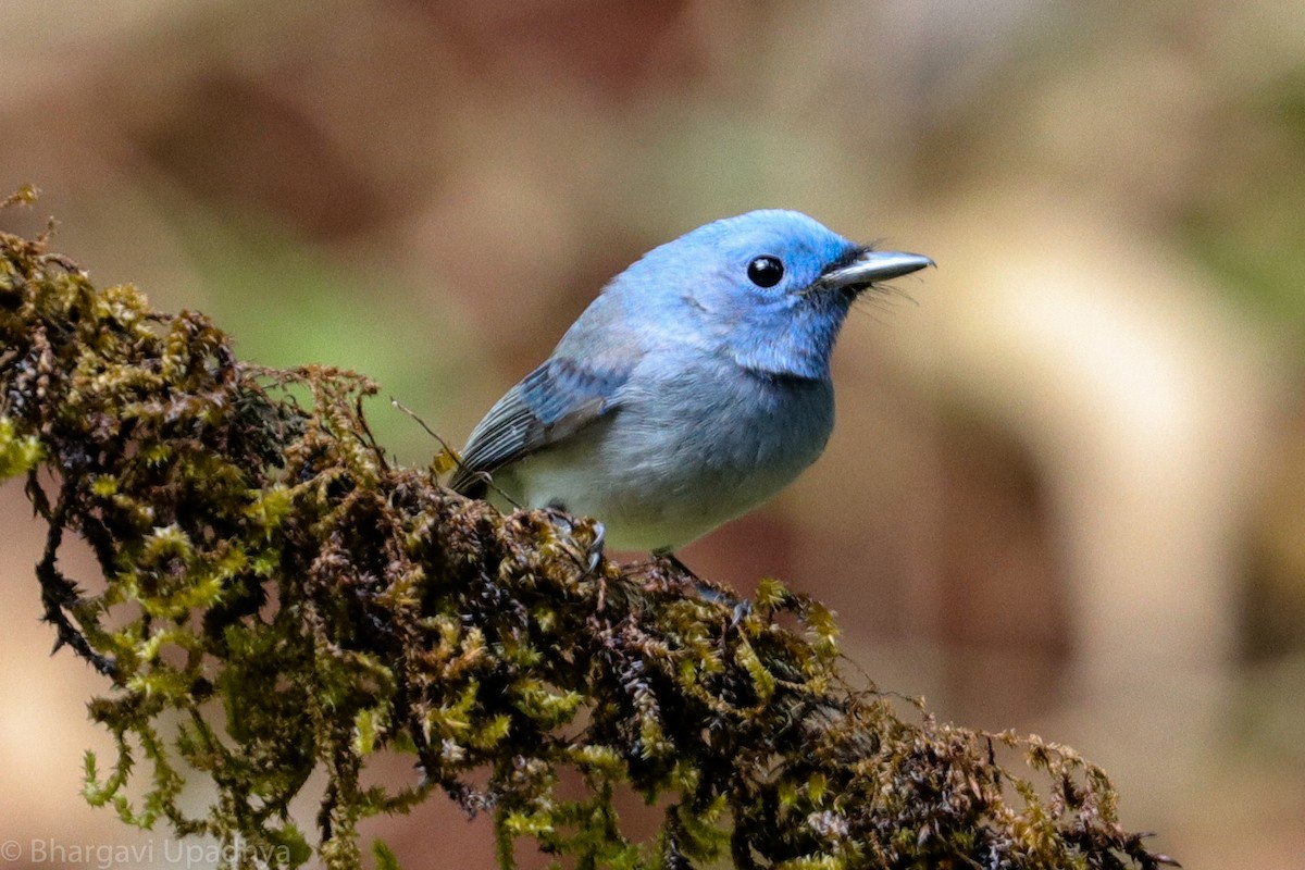 Black-naped Monarch - Bhargavi U