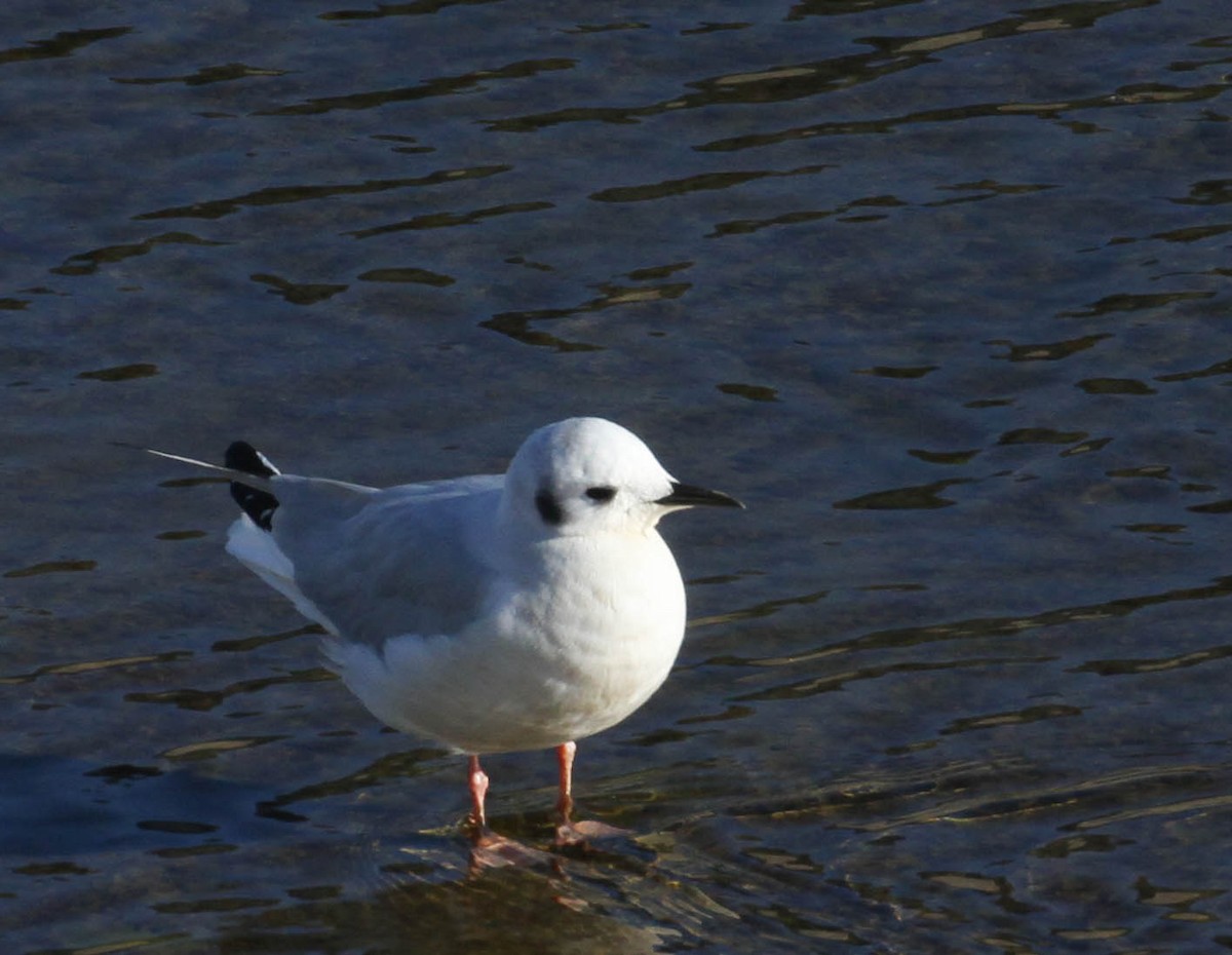 Bonaparte's Gull - ML132777081