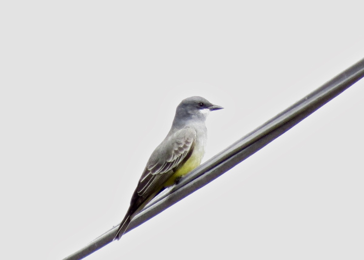 Cassin's Kingbird - ML132778301