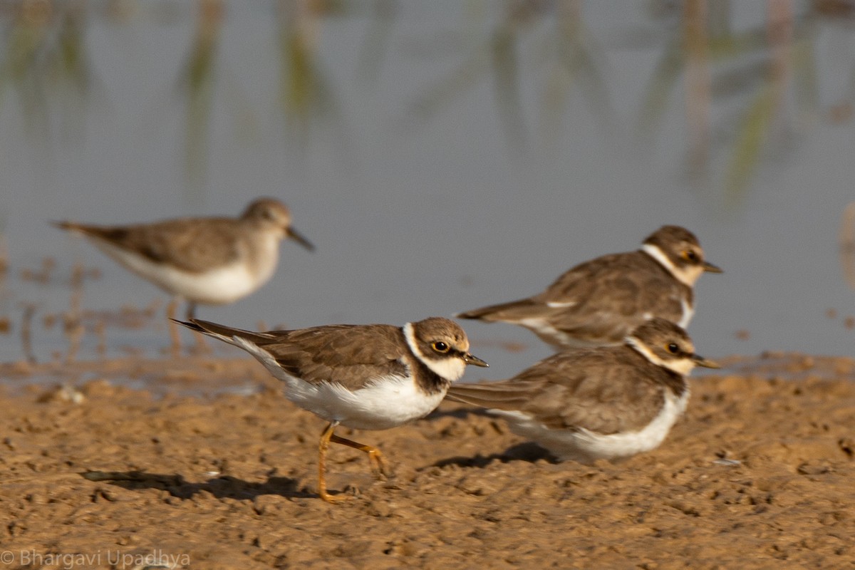 Little Ringed Plover - ML132780041