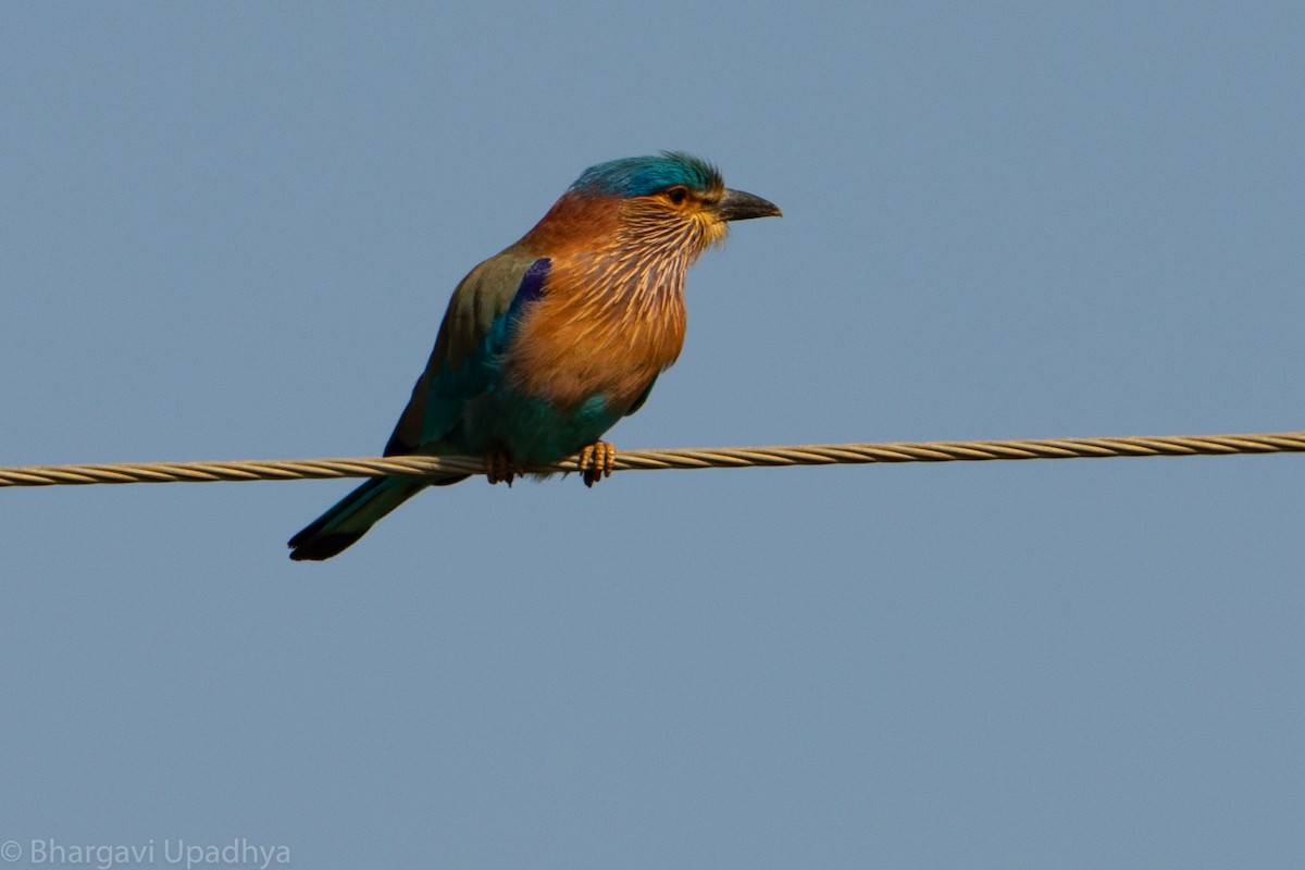 Indian Roller - ML132780131