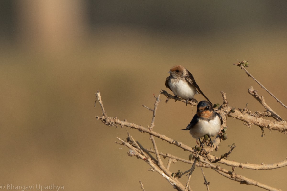 Barn Swallow - ML132782881